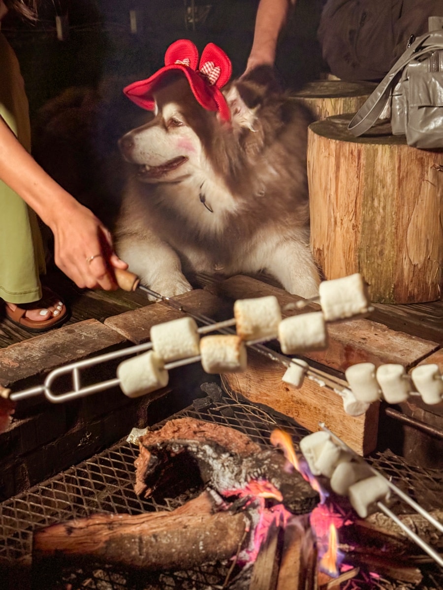 ❤露營區分享❤【蟬說:霧繞】入住「好冬小屋四人房」被山谷雲霧圍繞的一泊二食 - 第35張圖