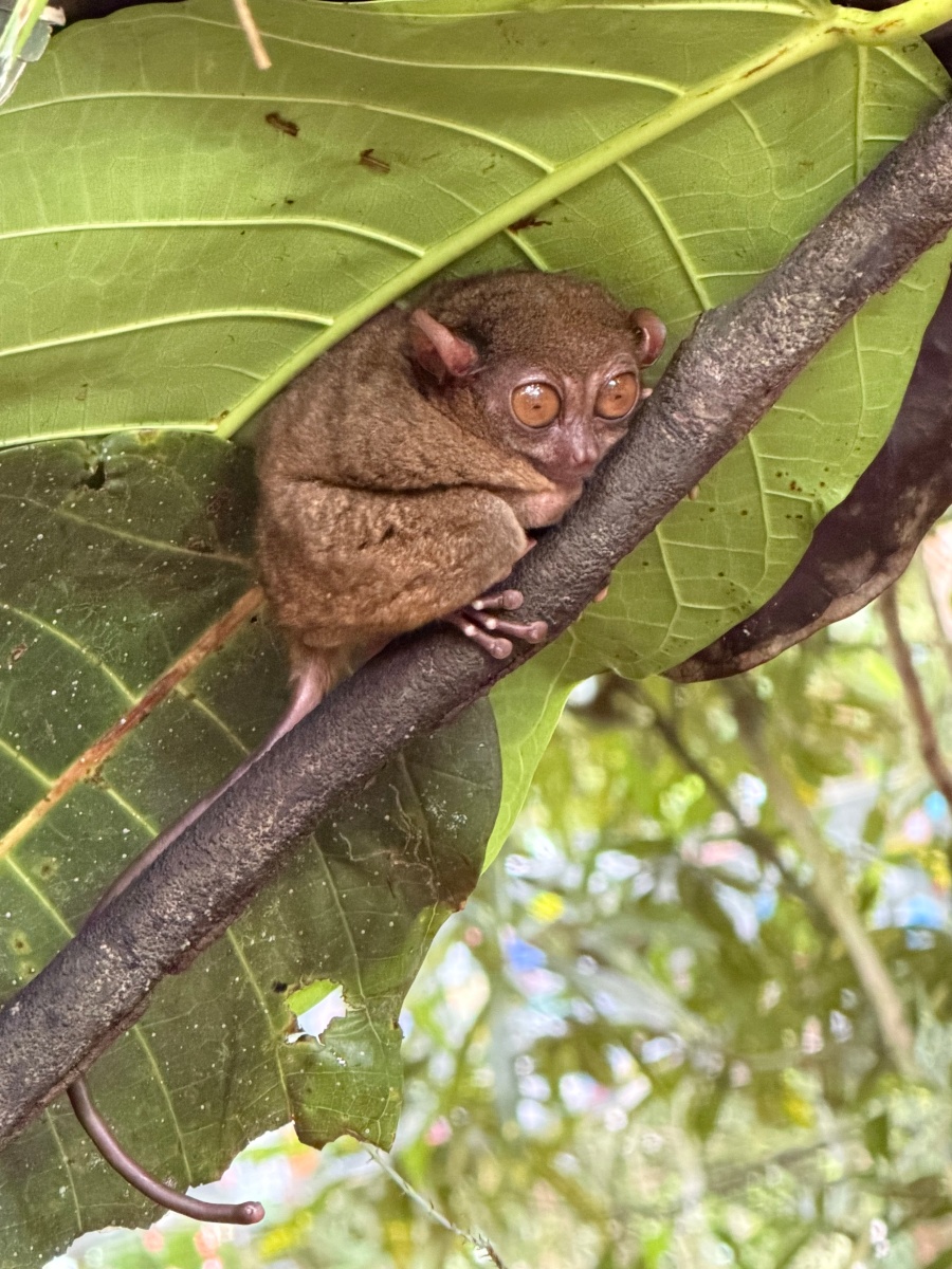 ❤產品分享❤【GreySa格蕾莎全家福旅行頸枕|純棉素面款】旅行不再落枕!不悶熱、可調節、外宿也能睡得安心的頸部小幫手 - 第17張圖