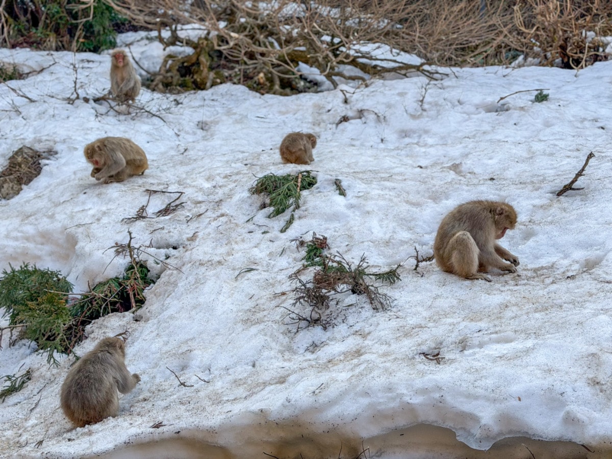 ❤景點分享❤【美黛子遊日本】長野經典觀光一日遊｜雪猴溫泉、千年古剎善光寺、清酒微醺，超值行程大公開！